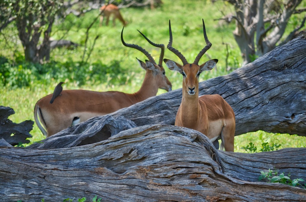 Stories For My Little Friends: Ilya’s Big&nbsp;Jump
