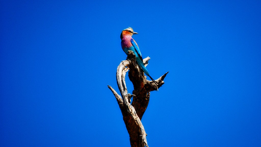 God’s Ultimate Mission: Revealing His&nbsp;Glory