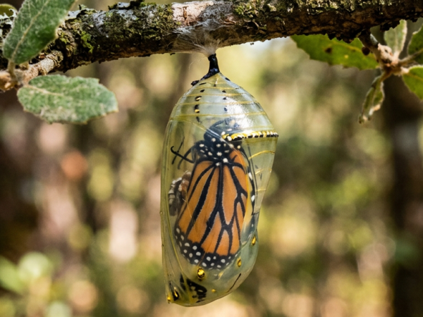 God’s Will Demands a Transformed&nbsp;Life